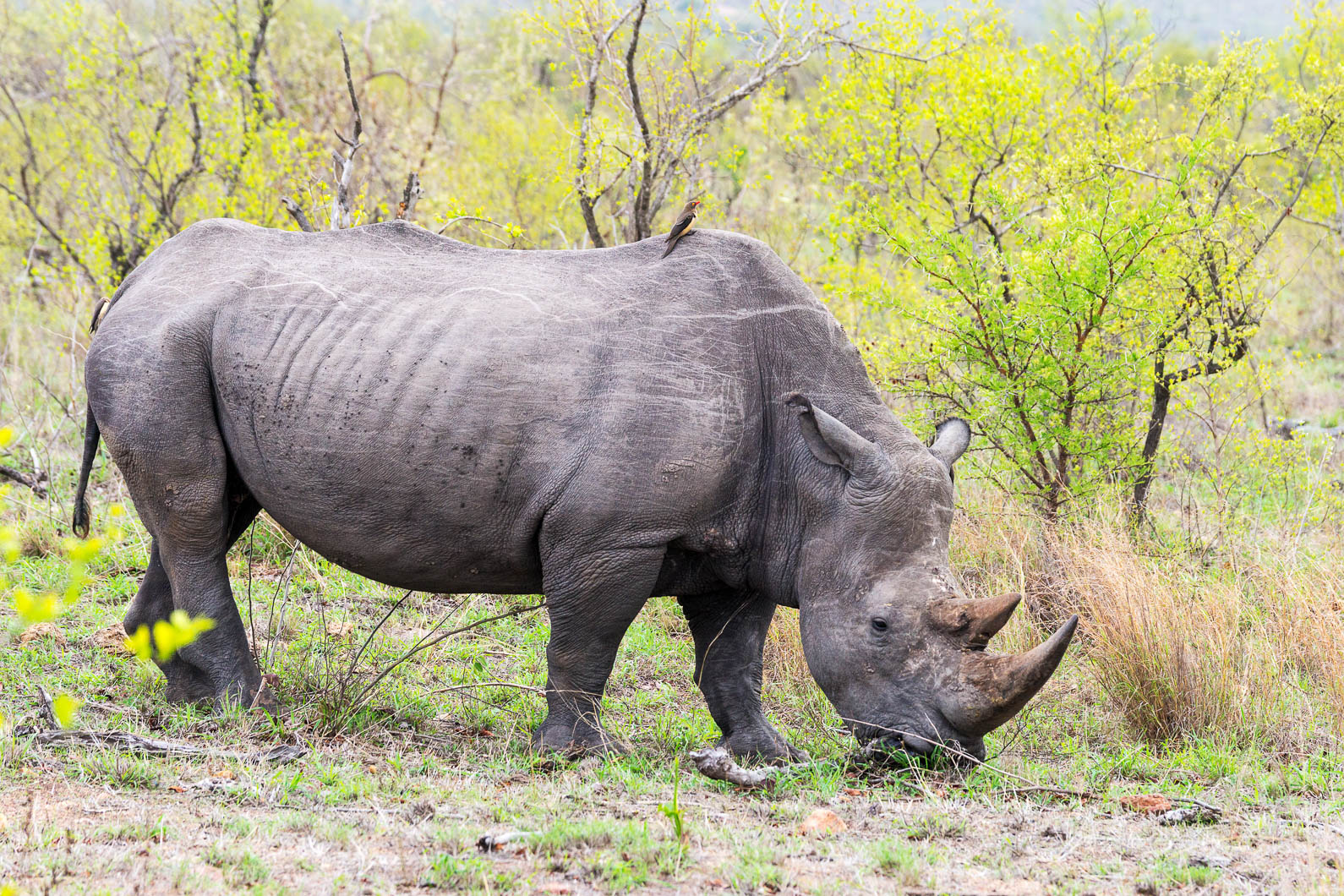 20161113 084032 Nashorn